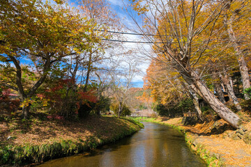 山梨県 忍野村 秋の新名庄川