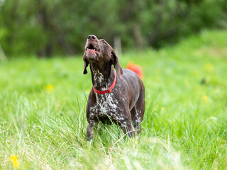 Hunting dog German Smooth-haired Pointer barks, standing on a green lawn