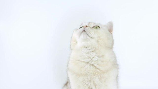 Close up of white British shorthair cat with green eyes sits on a white background in the studio