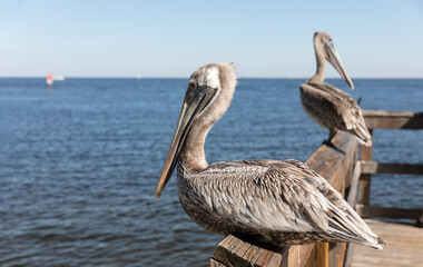 Wild brown pelican on wooden pier railing in Florida
