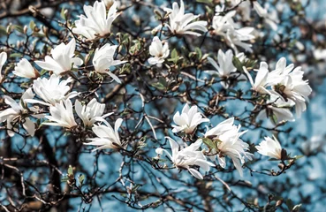 Gordijnen White flowers on blooming magnolia tree © misu