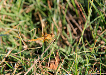 libellule dans l herbe