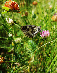 le papillon sur une fleur