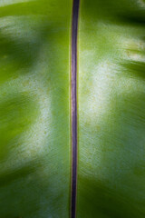 Green large leaf banana tree. tropical plant background