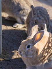 冬のモフモフうさぎ