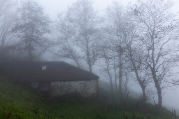 an old house in a foggy forest