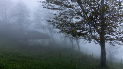 an old house in a foggy forest