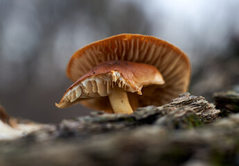 Parasitic mushrooms on a willow tree