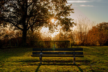 Selective focus of wooden bench in the park in the evening before sunset, Wooden chair with green grass and warm sunlight, Colourful red orange leaves on the tree in fall, Nature Autumn background.