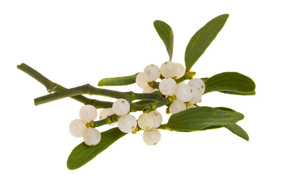 sprig of mistletoe isolated