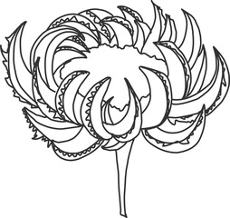 Flower linear illustration. Twig silhouette. Plant coloring element. Floral element isolated