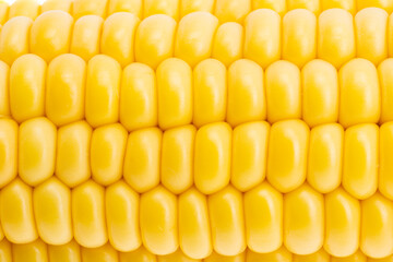 background of yellow grains of young corn
