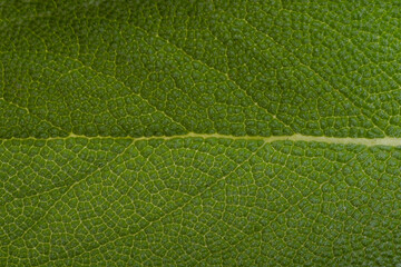 background green sage leaves closeup