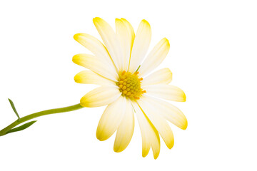 Fototapeta premium yellow Osteospermum flower Isolated