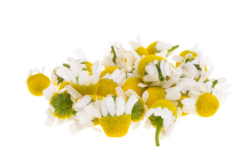 medical chamomile isolated