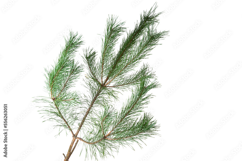 Sticker pine branch isolated