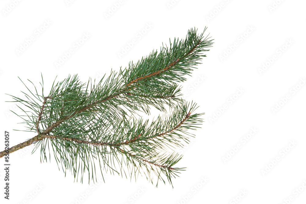 Wall mural pine branch isolated