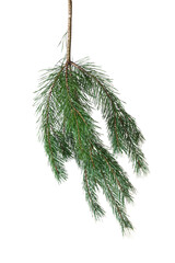 pine branch isolated