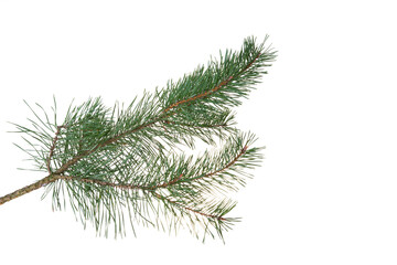 pine branch isolated