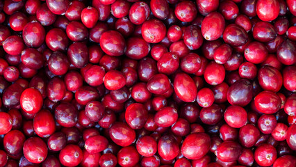 Panoramic shot of a large-fruited cranberries for background, cover, or banner