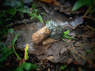 Canine poops defecated on ground floor.show texture and shape of unhealthy stools,intenstinal problem in dog
