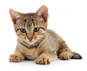 Kitten on white background.