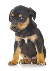 Baby puppy isolated.