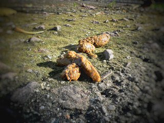 Canine poops defecated on ground floor.show texture and shape of unhealthy stools,intenstinal problem in dog