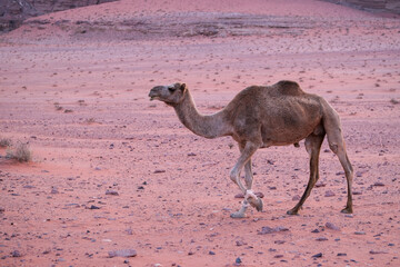 Des dromadaires dans le d&eacute;sert du Wadi Rum en Jordanie