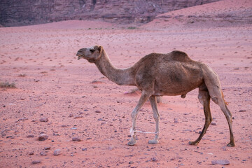 Des dromadaires dans le d&eacute;sert du Wadi Rum en Jordanie