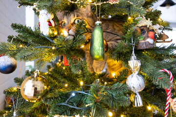 Funny cat is sitting on the Christmas tree. Hooliganism of a pet, sabotage, damage to the decor. Christmas, New Year. - obrazy, fototapety, plakaty