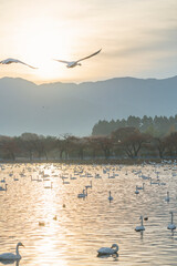 Obraz premium 新潟 朝の瓢湖