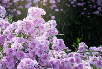 Pink flower or Margaret flower. Margaret's Flower Garden. Margaret flower fields. Margaret flower...