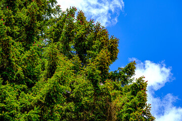 Obraz premium fir tree with red cones with blue sky