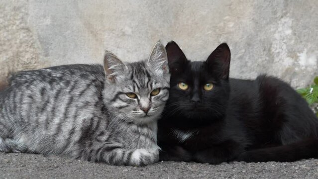 Two funny kittens, grey and black, cuddled up to each other and looks at the camera