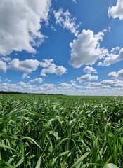 Fototapeta na wymiar Rural landscape of young green wheat growing in fields 