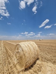 Field with straw bales after harvest on a background cloudy sky
