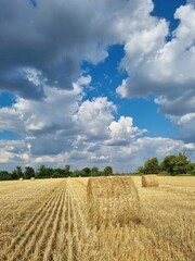 Round bales of straw rolled up on field against blue sky, autumnal harvest scenery