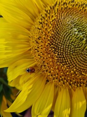 Close-up yellow sunflower in full bloom on sunny summer, yellow sunflower, and fields blurred in the background. Focus on the petal.
