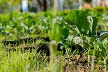 Close up of organic vegetables or food crops grow nature farm organic agriculture concept