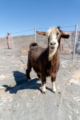 Goat at Jebel Shams vierpoint, Oman