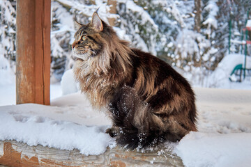 Beautiful portrait of maine coon cat in winter park on frost winter background. - obrazy, fototapety, plakaty