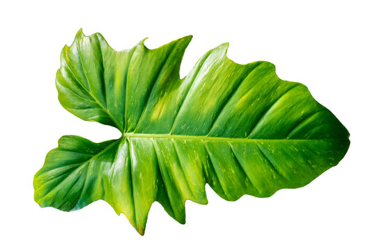 Philodendron Golden Dragon plant Isolate on transparent background PNG file