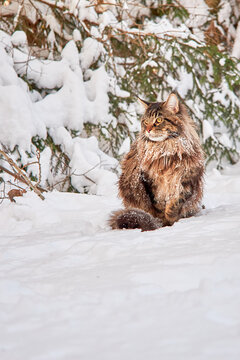 Beautiful portrait of maine coon cat in winter park, snowy background. 