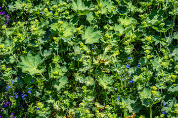 dewdrops on the leaves on the mountains