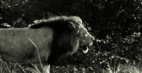 Epic cinematic male lion in Wild Africa on safari, Slow motion. Black and White.