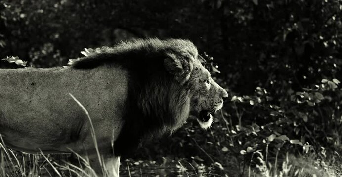 Epic cinematic male lion in Wild Africa on safari, Slow motion. Black and White.