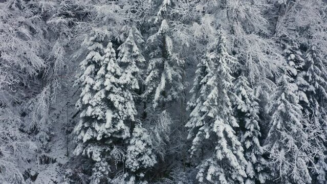Frisch verschneiter Wald mit Nadelbäumen. 