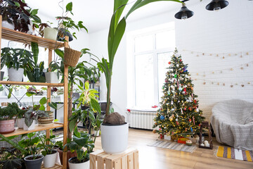 Coconut palm in a pot at home as a gift for Christmas and New Year. Green house, care and cultivation of tropical plants