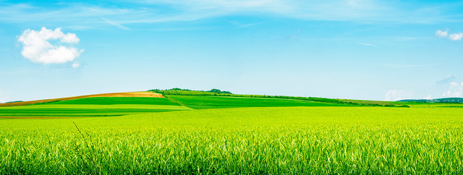 green barley field in early summer © Roberto Sorin